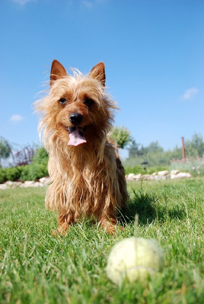 Australian Terrier The Small Sized Dog