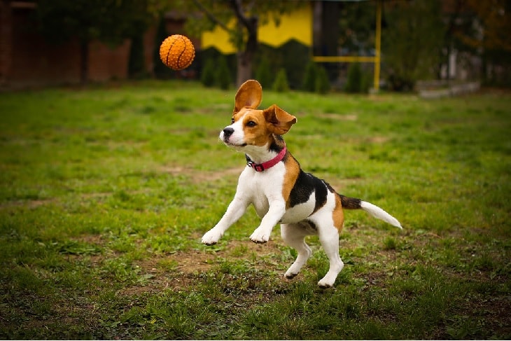 A Beagle Dog playing ball.