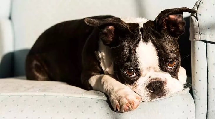 Boston Terrier Showing His Cute Side.