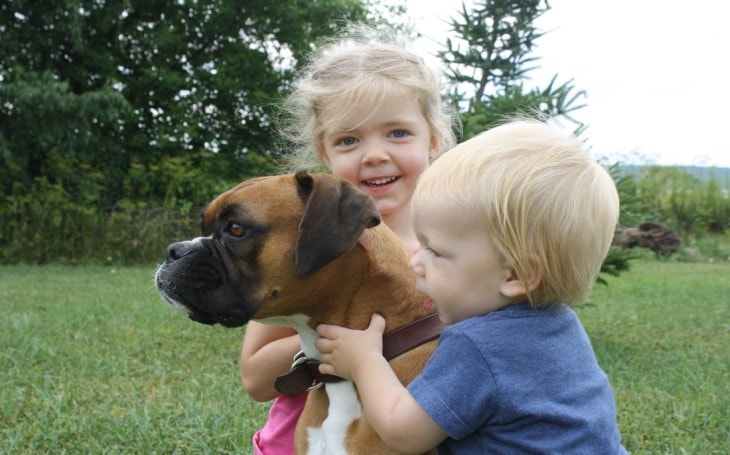 Boxers Are Friendly With kids