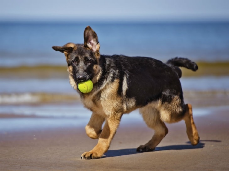 GSD playing with a ball
