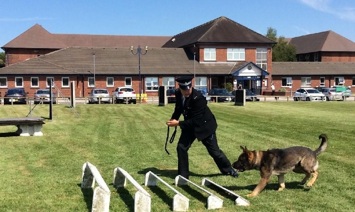 German Shepherd training with police