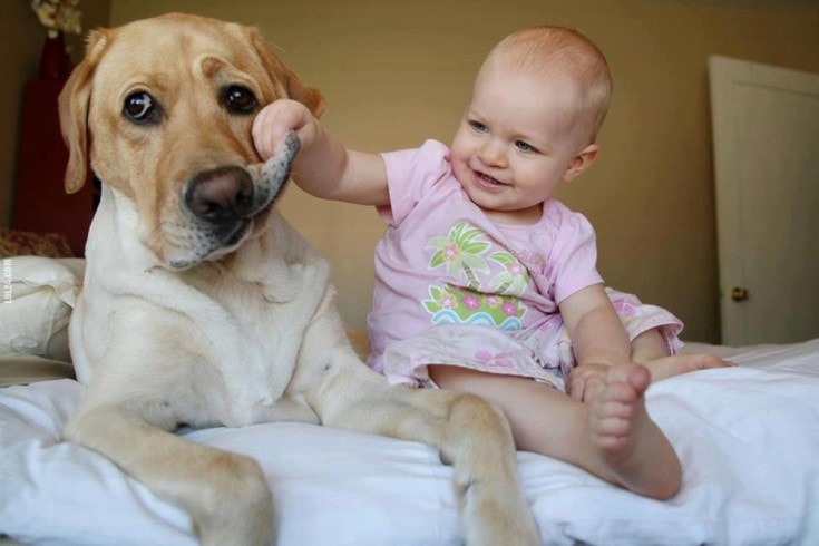 A Labrador doesn't mind by the pressing of babies.