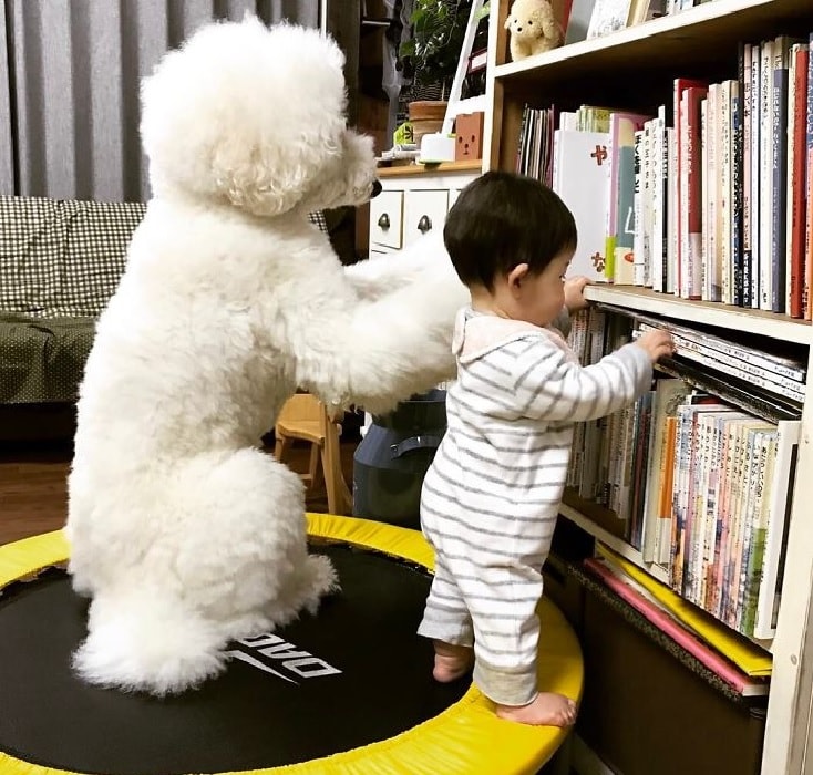 A Poodle Dog Playing With child. 