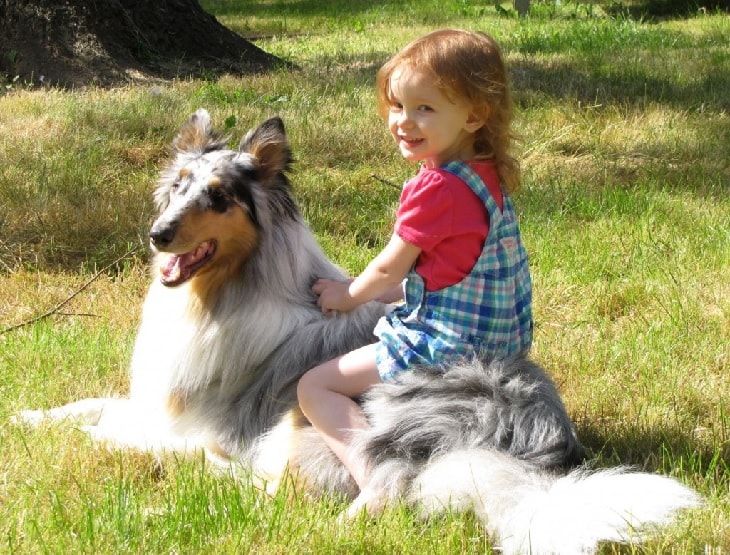 Rough Collie With A Kid.