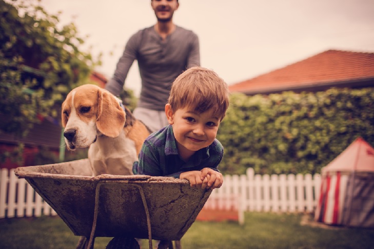 Beagle playing with a kid