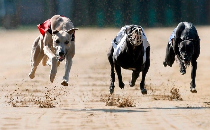 Grayhound Are Good Racers