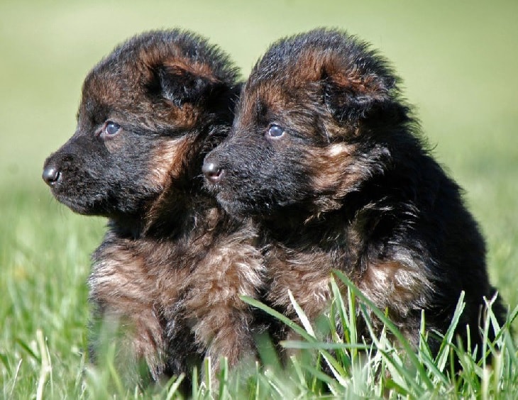 3 weeks old puppies. 