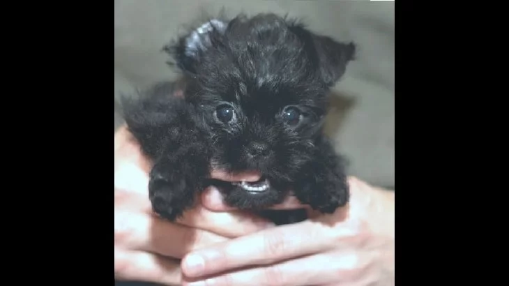 Affenspincher Puppy