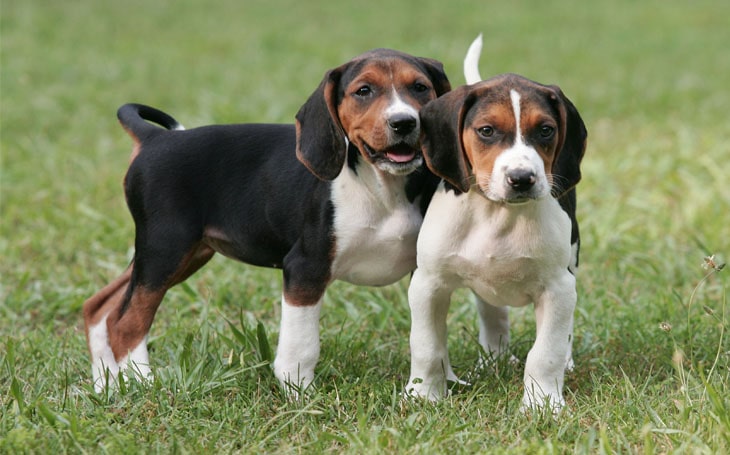 english coonhound puppies