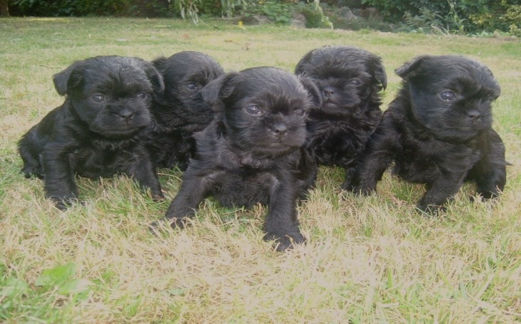 are affenpinscher puppies lazy