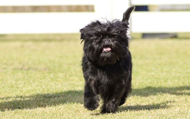 An Affenpinscher dog in a garden.