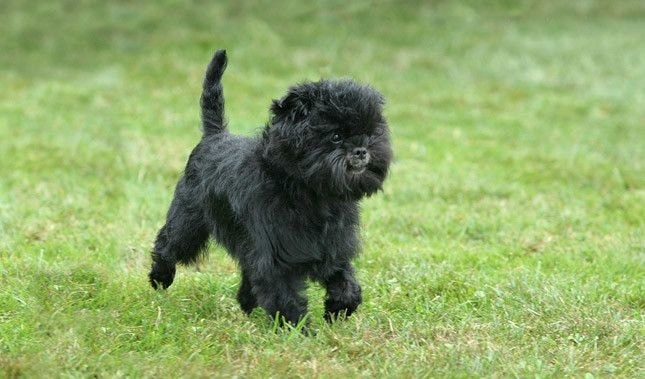 Affenpinscher Dog.