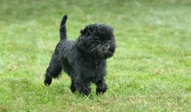 Affenpinscher Dog.