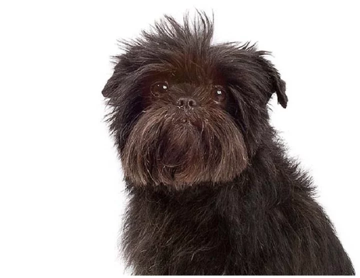 The Affenpinscher