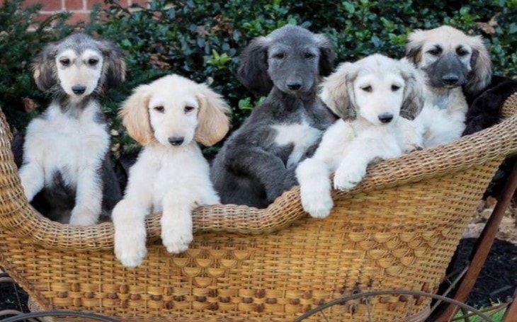Afghan Hound Puppies Behavior And Characteristics In Different Months 