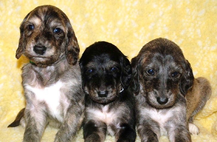 Afghan Hound Puppies.