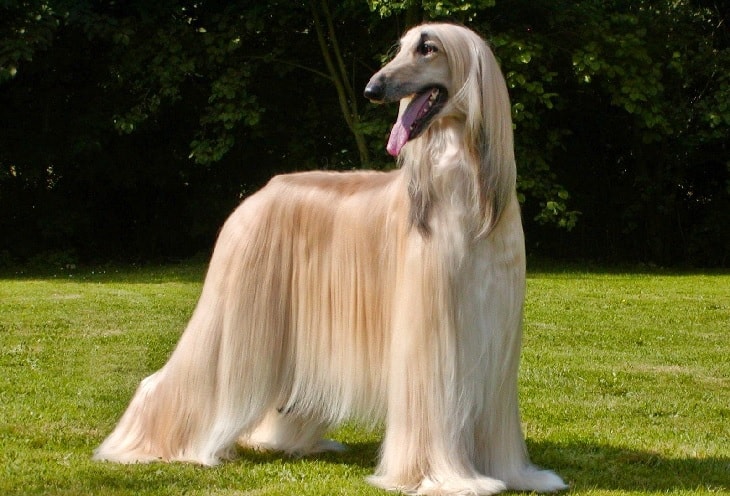 Afghan Hound