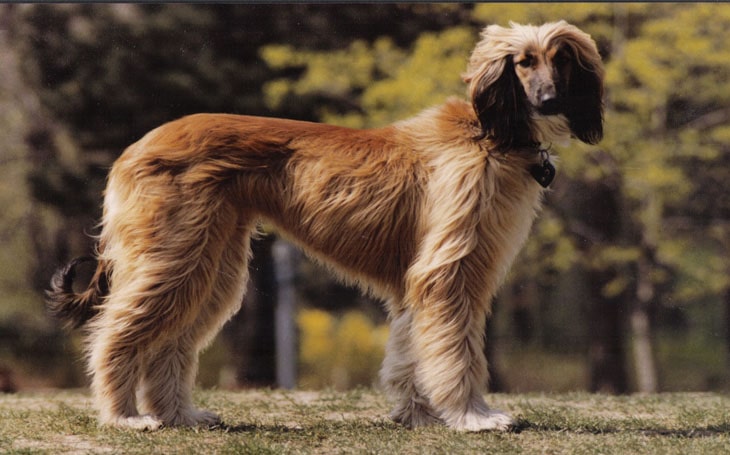 Black And Tan Afghan Hound 