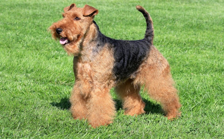 Airedale Terrier dog is standing in a park.