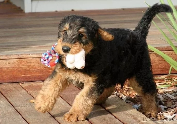 Airedale Terrier Puppy Playing.