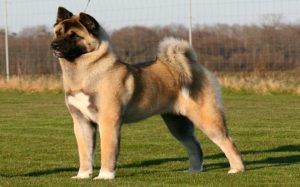 Akita Dog Breed Information.