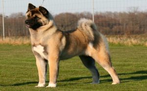 Akita Dog Breed Information Pictures Facts