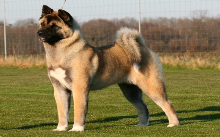 are akitas good with other dogs