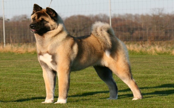 Hachiko Dog Breed