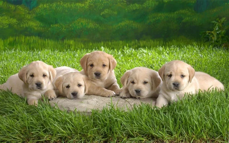 Five cute little Akita puppies