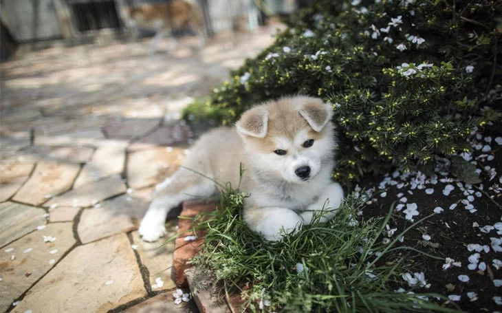 are akita dogs easy to train