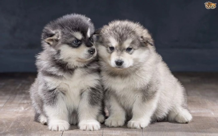 Alaskan Puppies are very cute and active