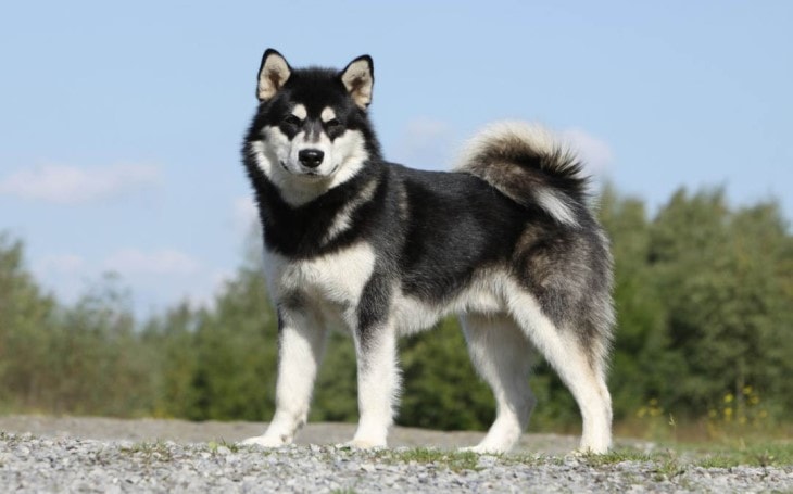 History and Origin of Alaskan Malamute Dogs.