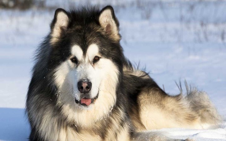 Alaskan Malamute Dog Breed Temperament And Personality - Playful And ...