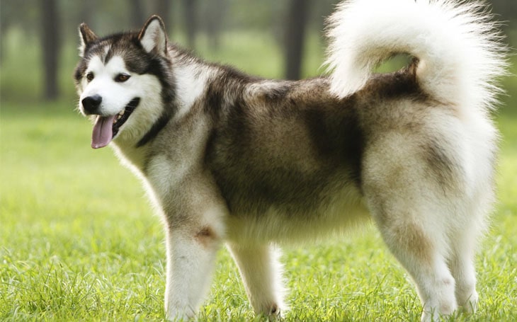A big Alaskan Malamute is wnadering around the park.