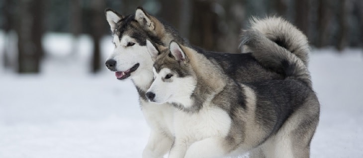 Alaskan Malamute