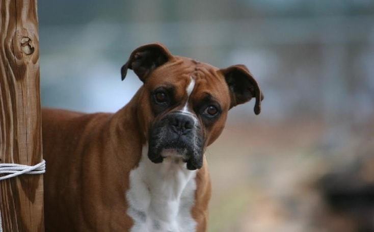 Boxer Dog Breed History And Behavior.
