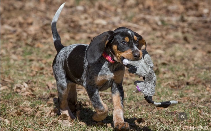 are american english coonhounds good pets