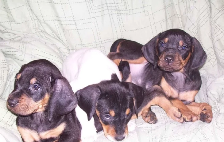 American English Coonhound Puppies Sitting with their litter mates.