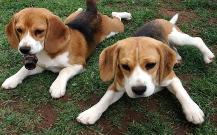 Cute little American English Coonhound Puppies.