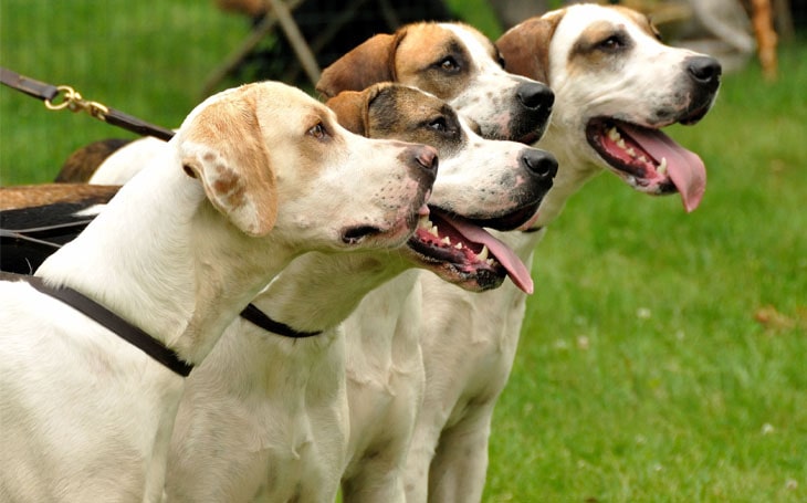 Four American English Coonhound dogs are looking towards the right direction.