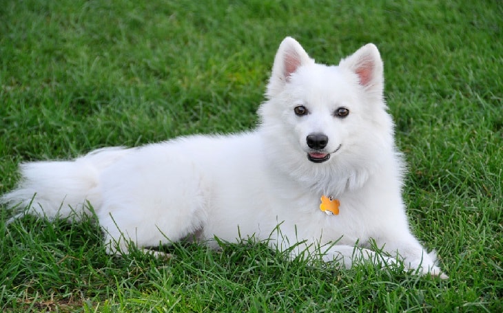 american eskimo dogshedding a lot