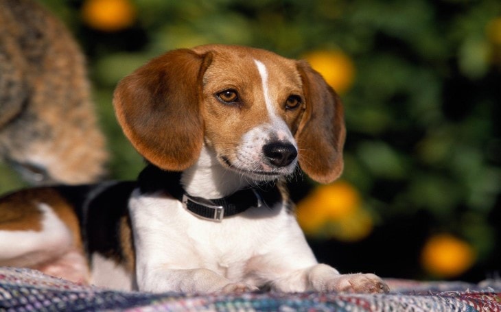 American Foxhound Are Stubborn