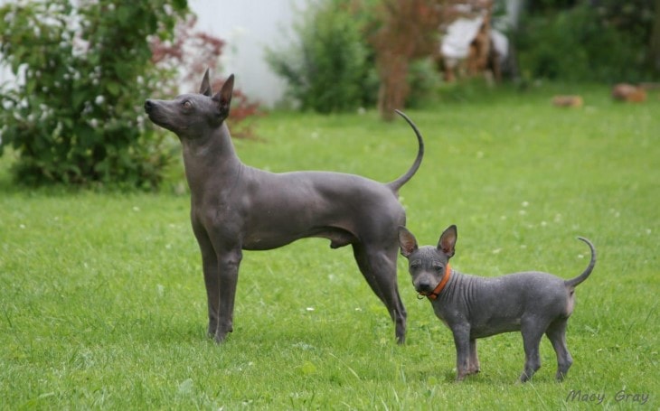 does the american hairless terrier love children