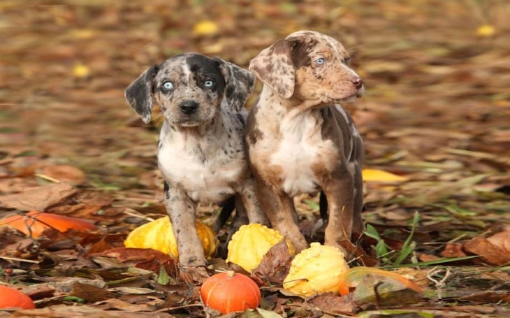 American leopard Hound Pups are intelligent since birth