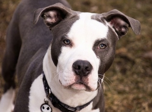 American Staffordshire Bull Terrier