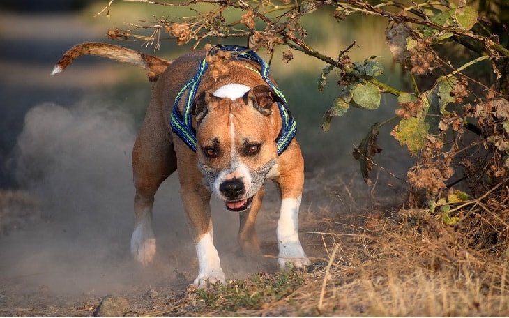 american staffy