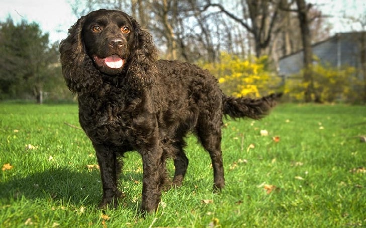 American Water Spaniel training