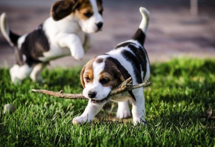 American Foxhound Puppies Are very Playful