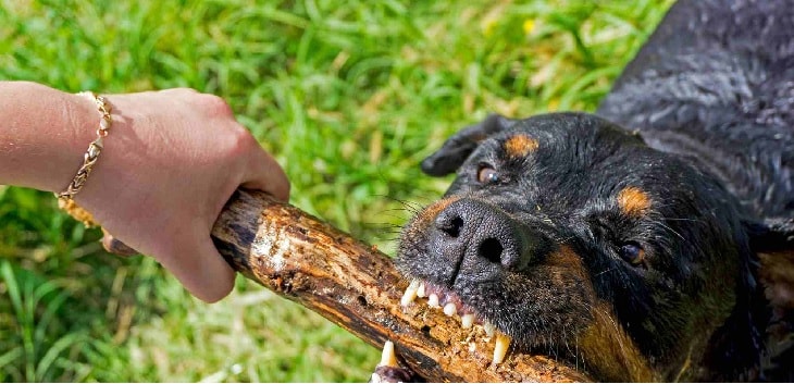 Aggressive Rottweiler trying to snatch the log. 